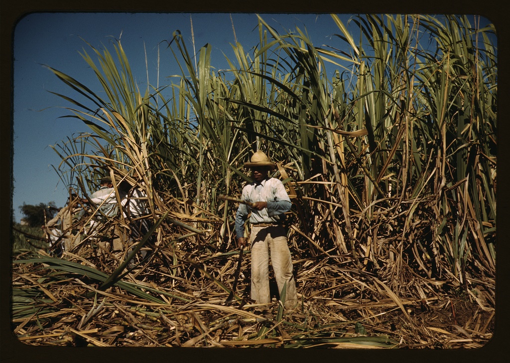 U.S. Agriculture Coffee and Sugar Cane