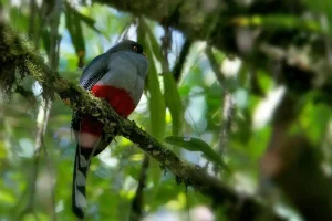 The Hispaniolan Trogon