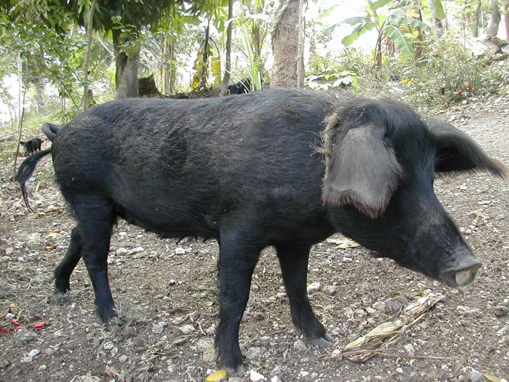 Cochon Creole: The Indigenous Pig of Ayiti